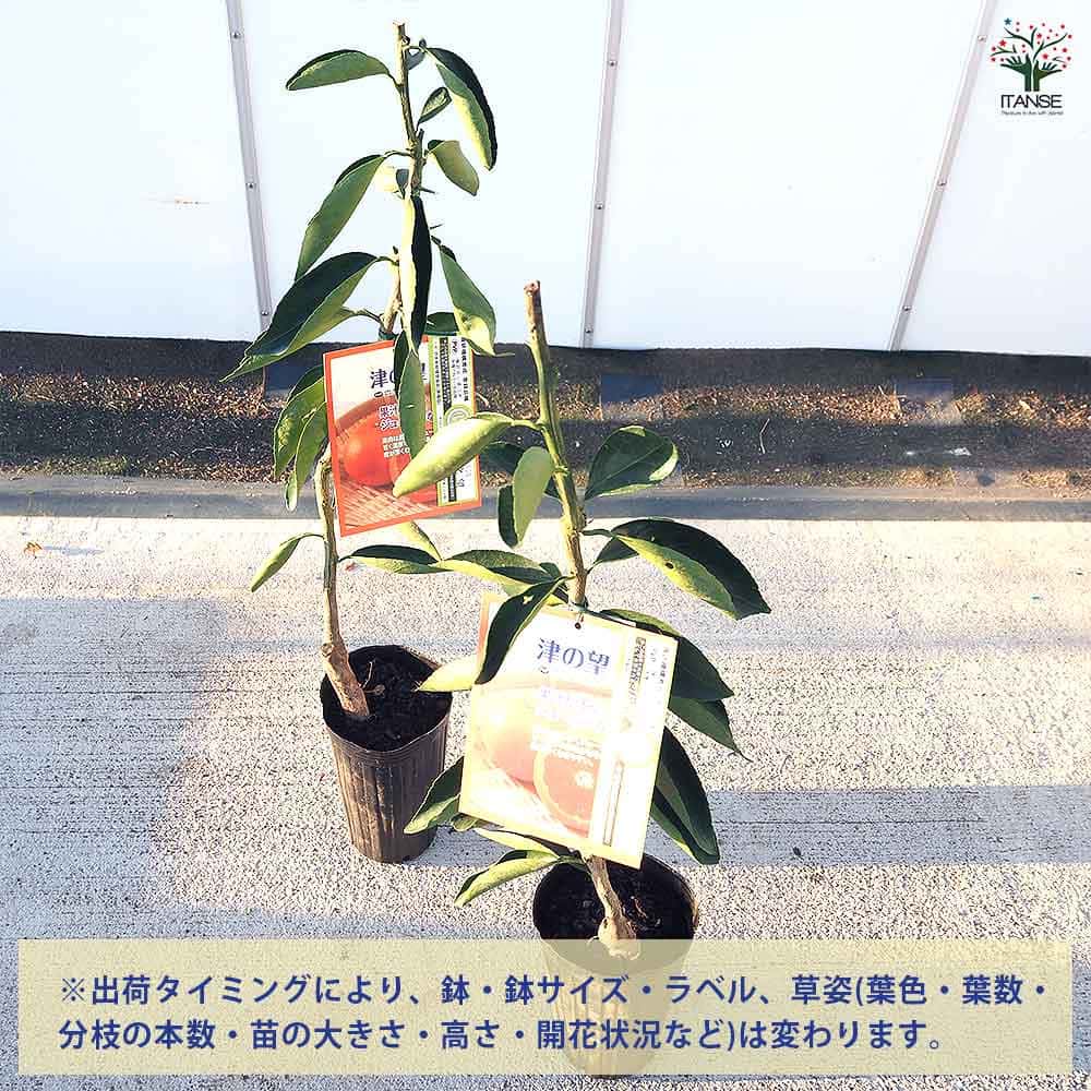 【送料無料】 柑橘の苗 津之望 【 果樹の苗木 4号／1個売り 】 シトラス ガーデニ...