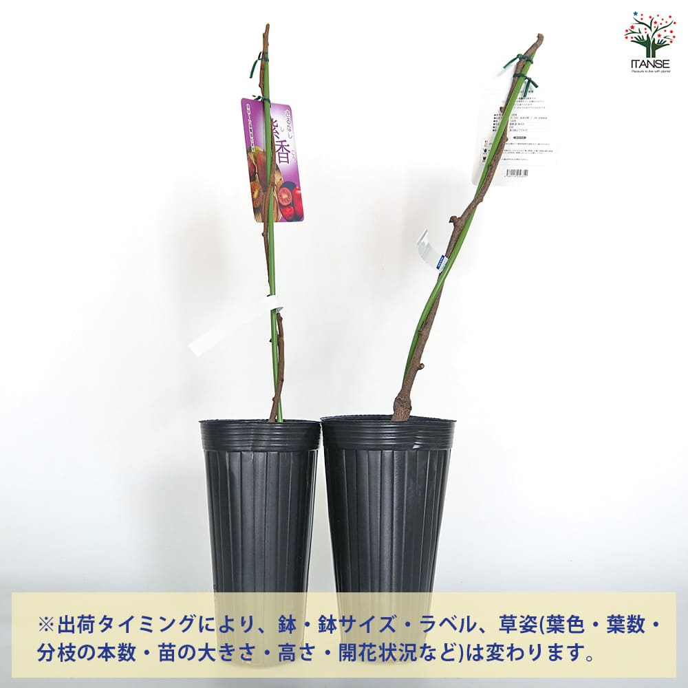 【送料無料】 さるなし 紫香(しこう) 【 果樹の苗木 4.5号／1個売り 】 ガーデニン...