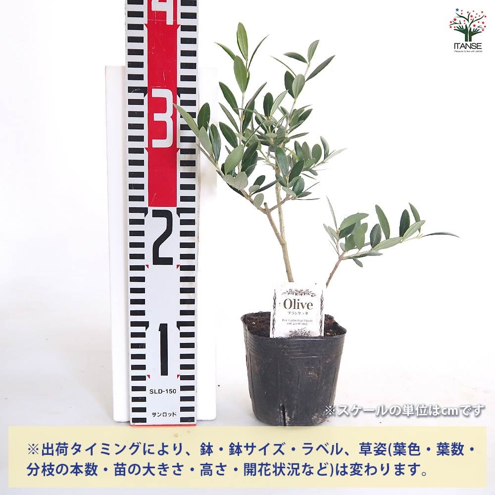 【送料無料】 オリーブ ブランケッタ 【 果樹の苗 3.5号 】 オリーブの実 植木 シ...