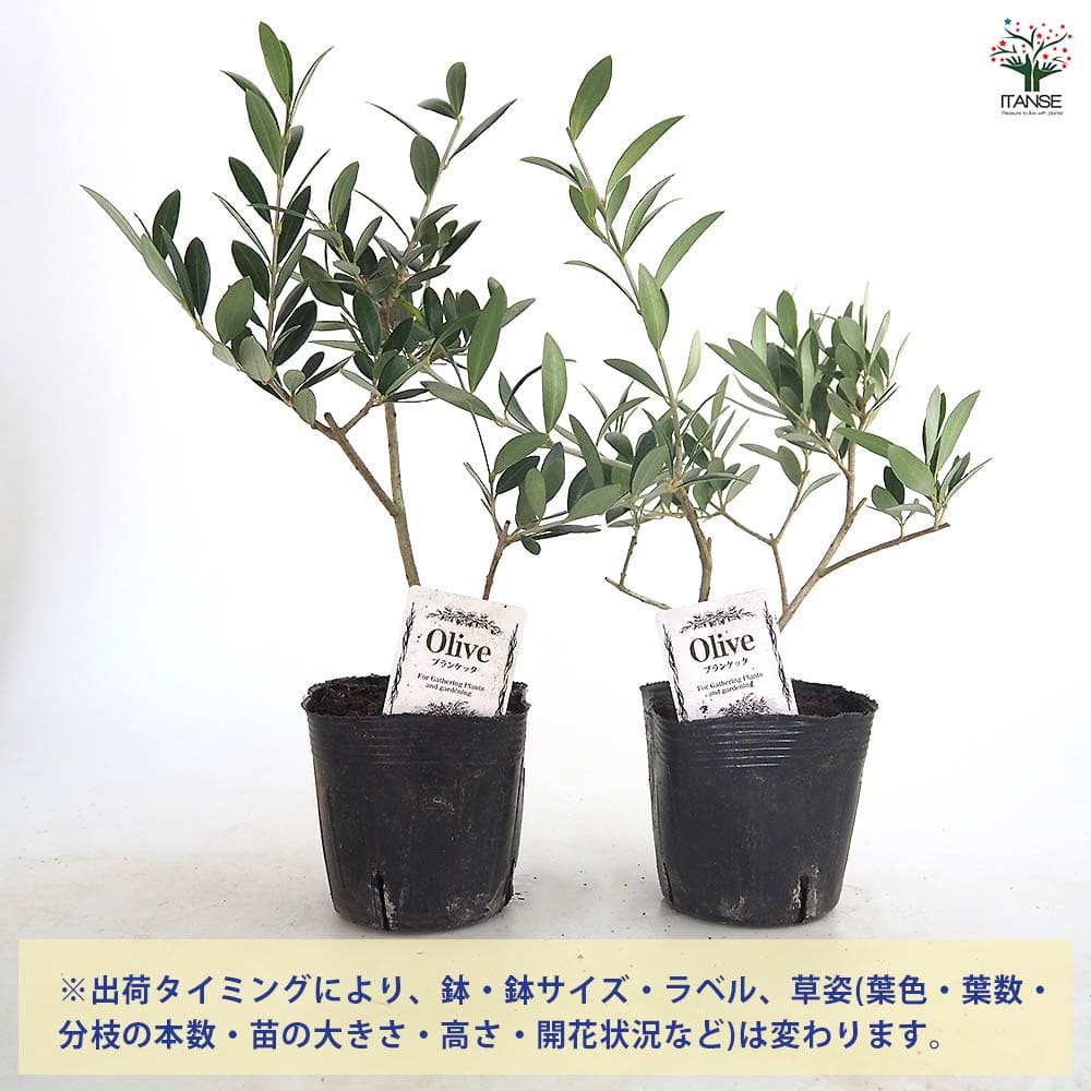 【送料無料】 オリーブ ブランケッタ 【 果樹の苗 3.5号 】 オリーブの実 植木 シ...