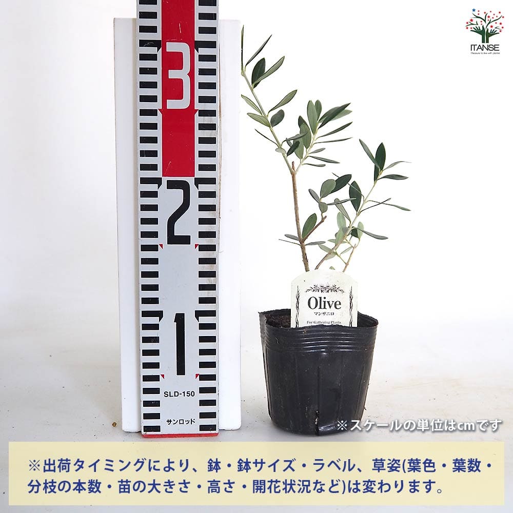 【送料無料】 オリーブ マンザニロ 【 果樹の苗 3.5号 】 オリーブの実 植木 シン...