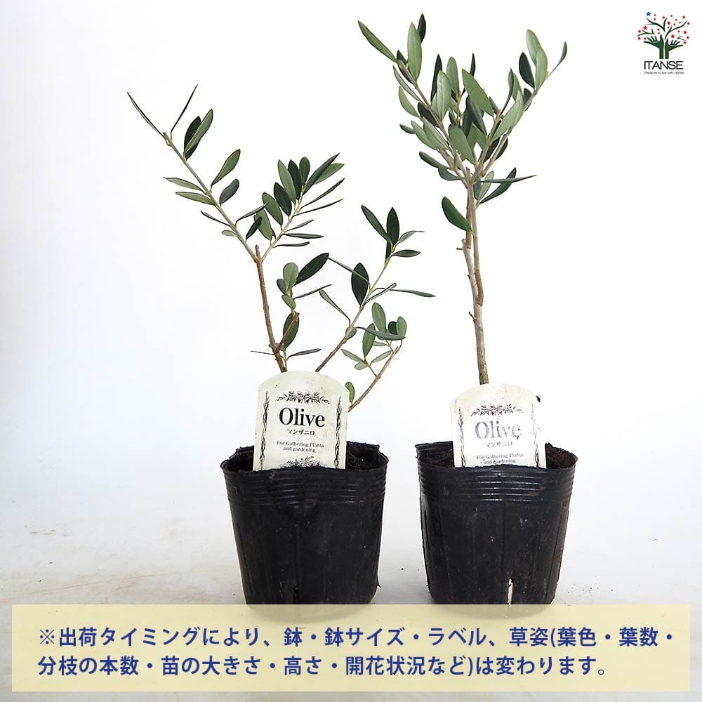 【送料無料】 オリーブ マンザニロ 【 果樹の苗 3.5号 】 オリーブの実 植木 シン...