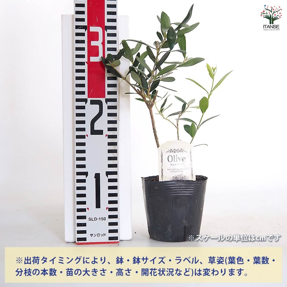 【送料無料】 オリーブ ペンドリーノ 【 果樹の苗 3.5号 】 オリーブの実 植木 シ...