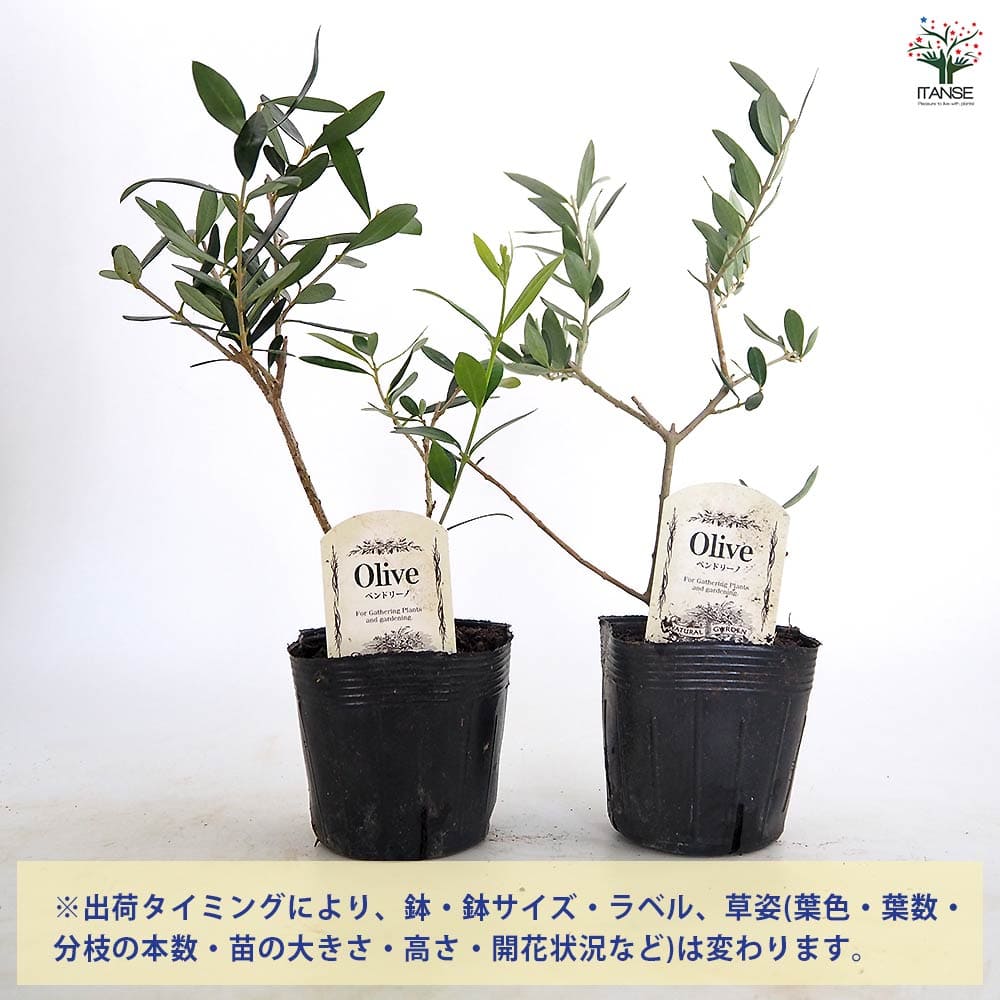【送料無料】 オリーブ ペンドリーノ 【 果樹の苗 3.5号 】 オリーブの実 植木 シ...