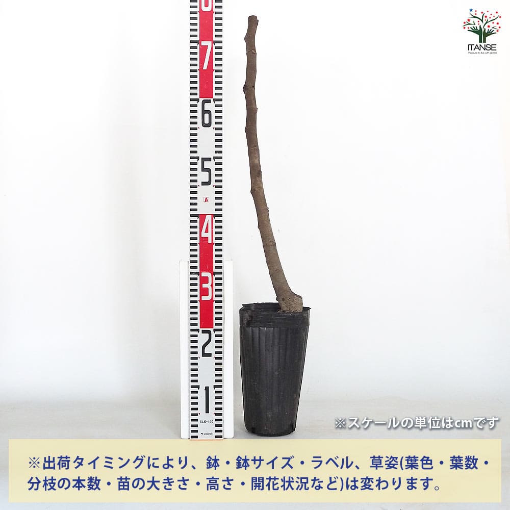 【送料無料】 イチジク ビオレット ド アルジェンティル 【 果樹の苗木 4号／1個売...