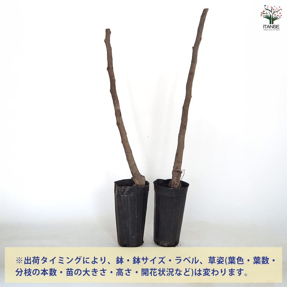 【送料無料】 イチジク ビオレット ド アルジェンティル 【 果樹の苗木 4号／1個売...