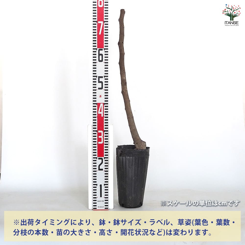 【送料無料】 イチジク ネグレットム ド ポルケロール 【 果樹の苗木 4号／1個売り...