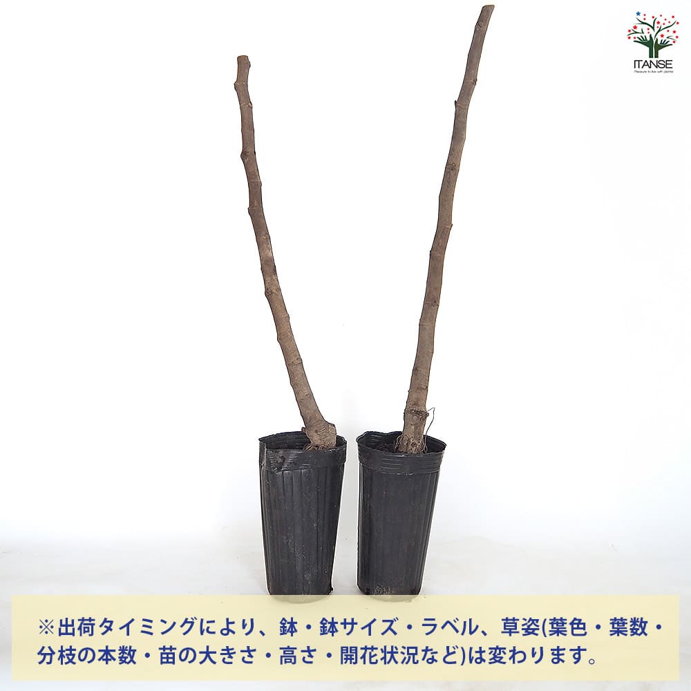 【送料無料】 イチジク ネグレットム ド ポルケロール 【 果樹の苗木 4号／1個売り...