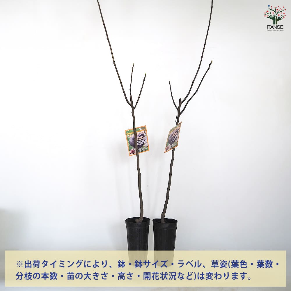 【送料無料】 イチジク イスキア ブラック 【 果樹の苗木 4号／1個売り 】 果樹苗 ...