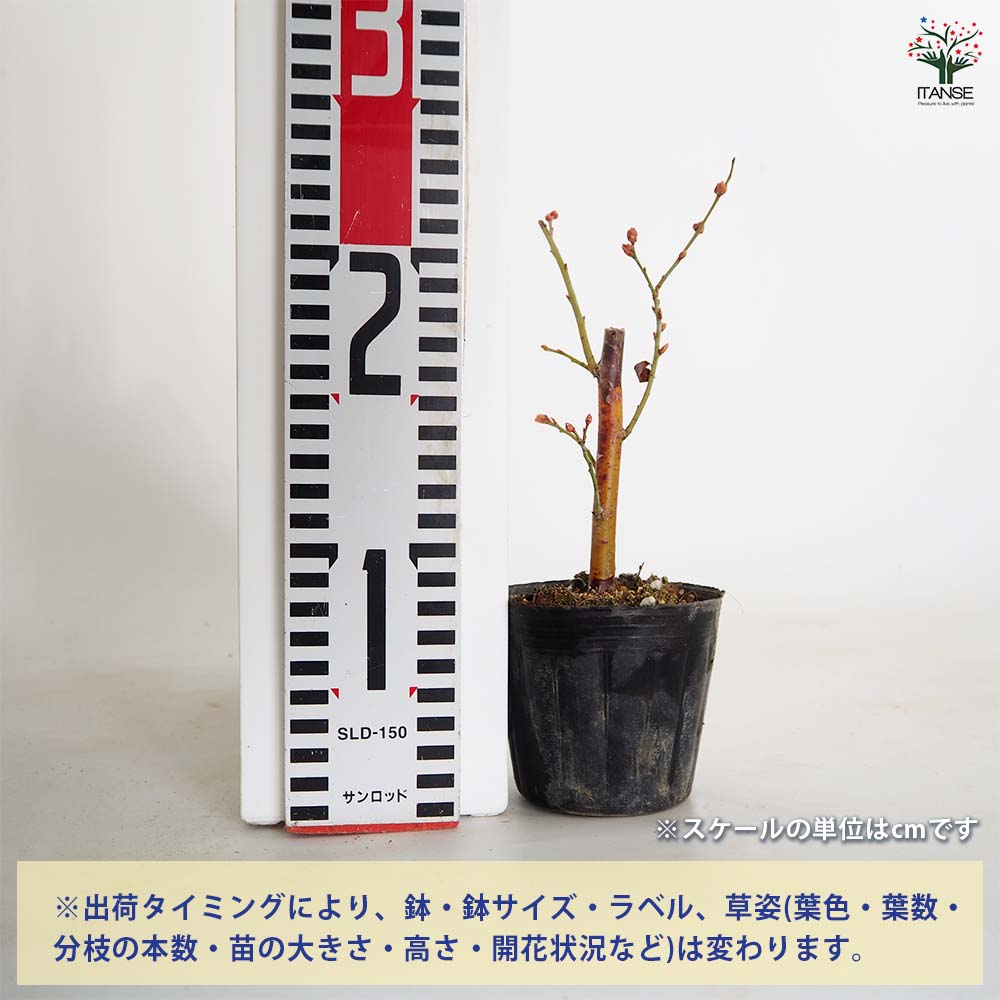 【送料無料】 ブルーベリー クライマックス 【 果樹の苗 3.5号 】 果樹 果樹苗 果...