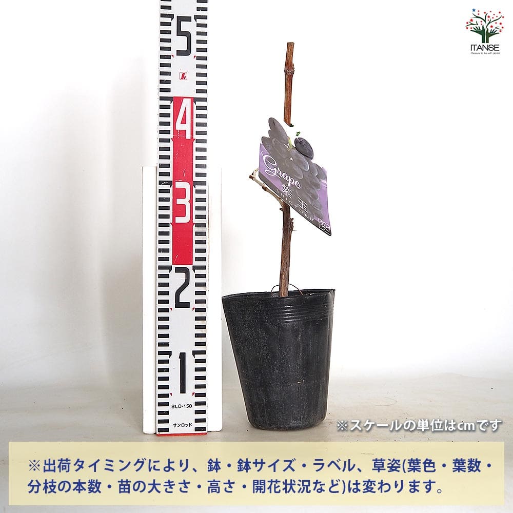 植物販売のITANSE楽天市場店の【送料無料】 ぶどうの苗 紫玉 【 果樹の苗木 4号／1個売り 】 ぶどう苗 ブドウ苗 葡萄苗 ぶどうの苗木 果樹苗 果樹 果物 くだもの 栽培 ガーデニング 家庭菜園 農園 有機栽培｜アングル2
