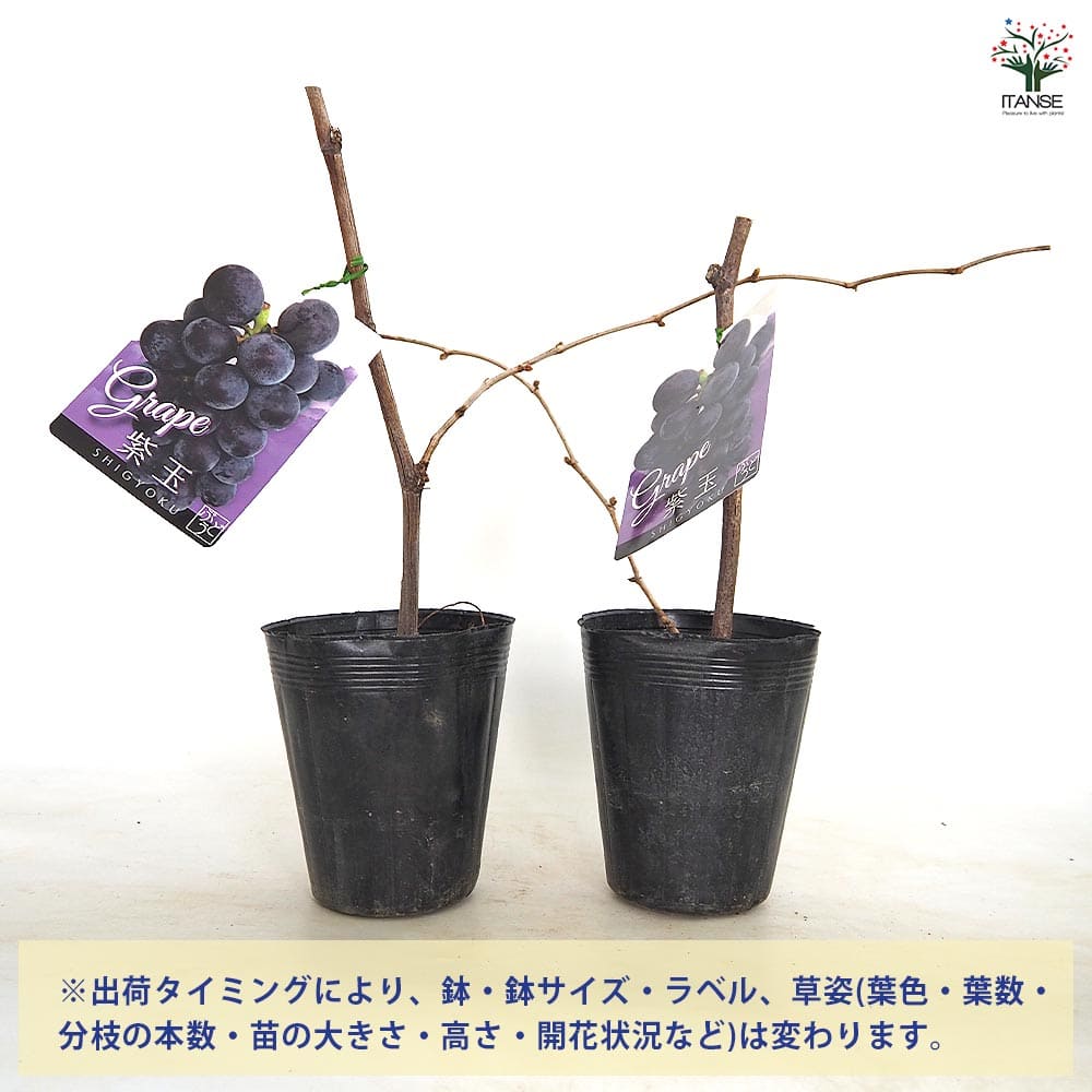 植物販売のITANSE楽天市場店の【送料無料】 ぶどうの苗 紫玉 【 果樹の苗木 4号／1個売り 】 ぶどう苗 ブドウ苗 葡萄苗 ぶどうの苗木 果樹苗 果樹 果物 くだもの 栽培 ガーデニング 家庭菜園 農園 有機栽培｜アングル3