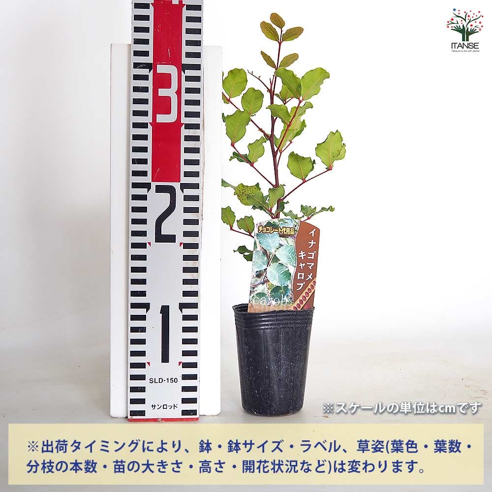 【送料無料】 イナゴマメ キャロップ 【 果樹の苗 2.5号 】 ガーデニング 家庭菜園...