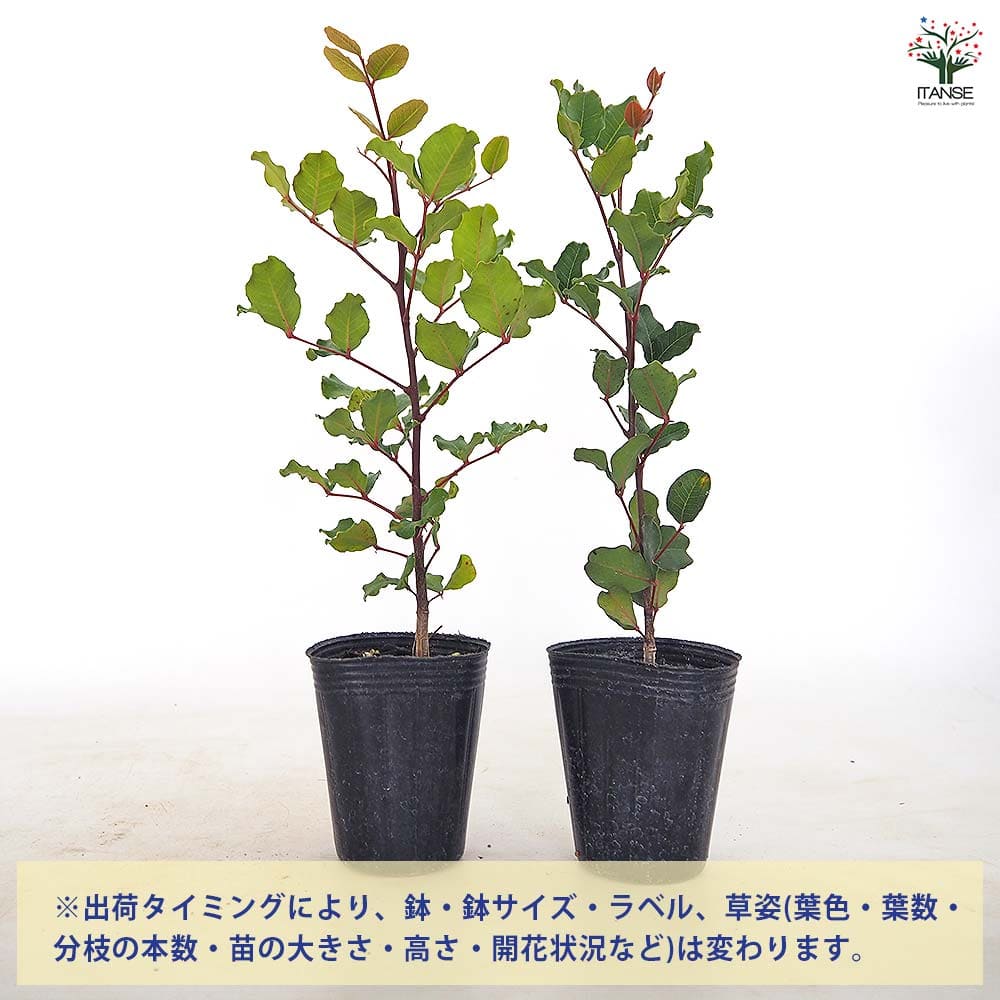 【送料無料】 イナゴマメ キャロップ 【 果樹の苗 2.5号 】 ガーデニング 家庭菜園...