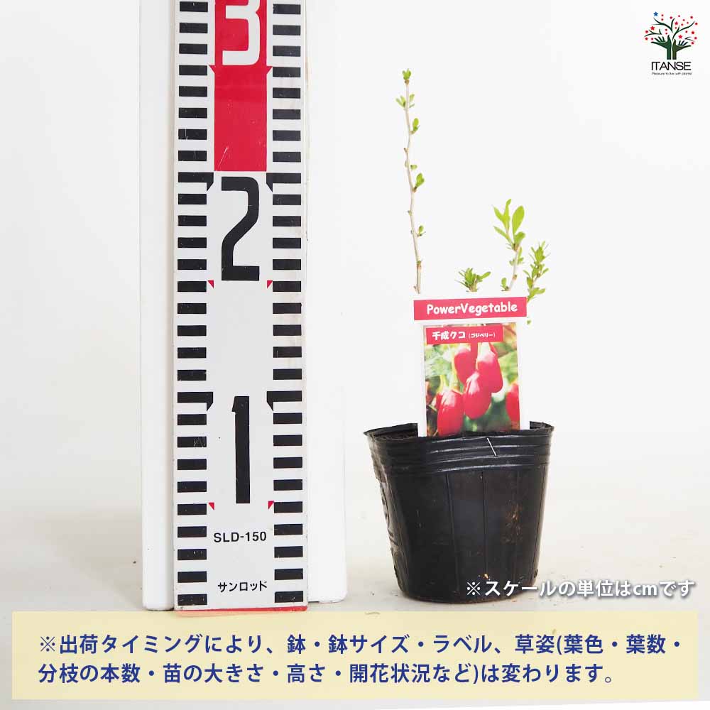 【送料無料】 クコの苗木 千成クコ 【 果樹の苗 3号 】 果樹苗 果樹の苗木 果樹の...