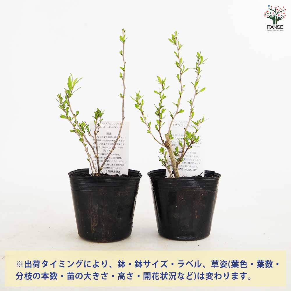 【送料無料】 クコの苗木 千成クコ 【 果樹の苗 3号 】 果樹苗 果樹の苗木 果樹の...
