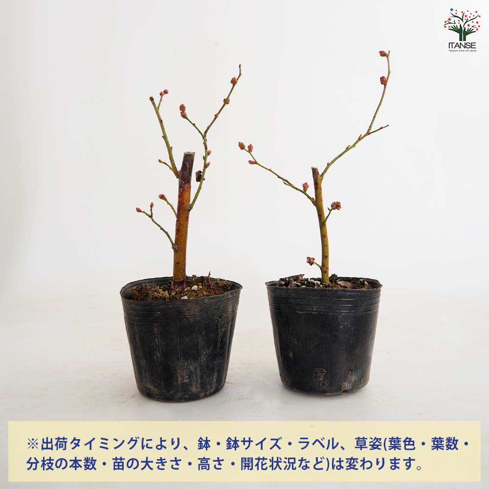 【送料無料】 ブルーベリー スイートハート 【 果樹の苗 3号 】 果樹 果樹苗 果樹...