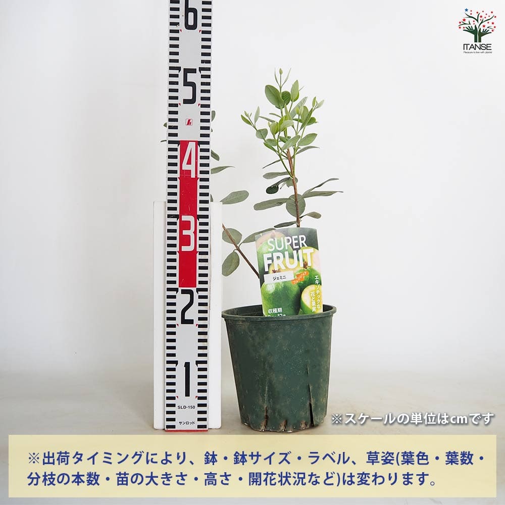 【送料無料】 フェイジョア ニキータ(ニキタ) 【 果樹の苗木 6号／1個売り 】 果樹...