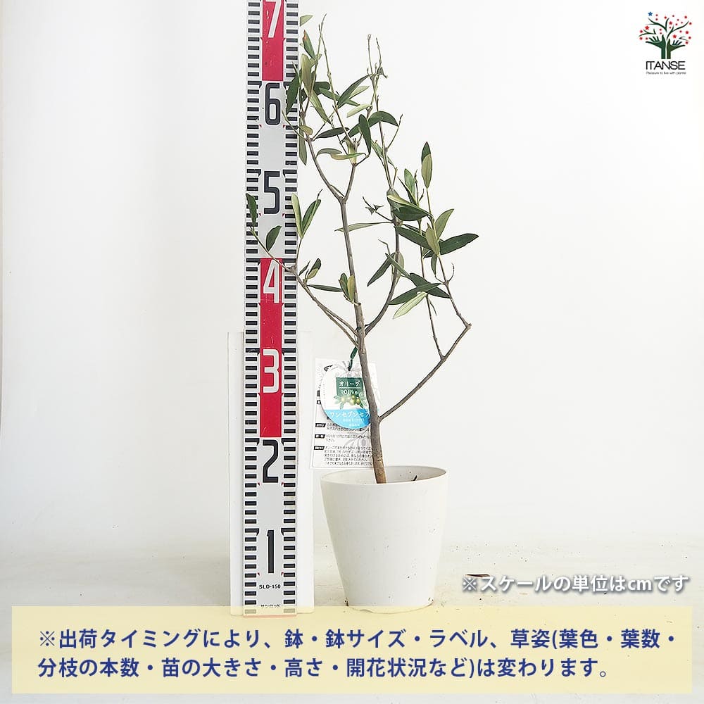 【送料無料】 オリーブ ワンセブンセブン白テーパ鉢 【 果樹の苗木 5号／1個売り ...
