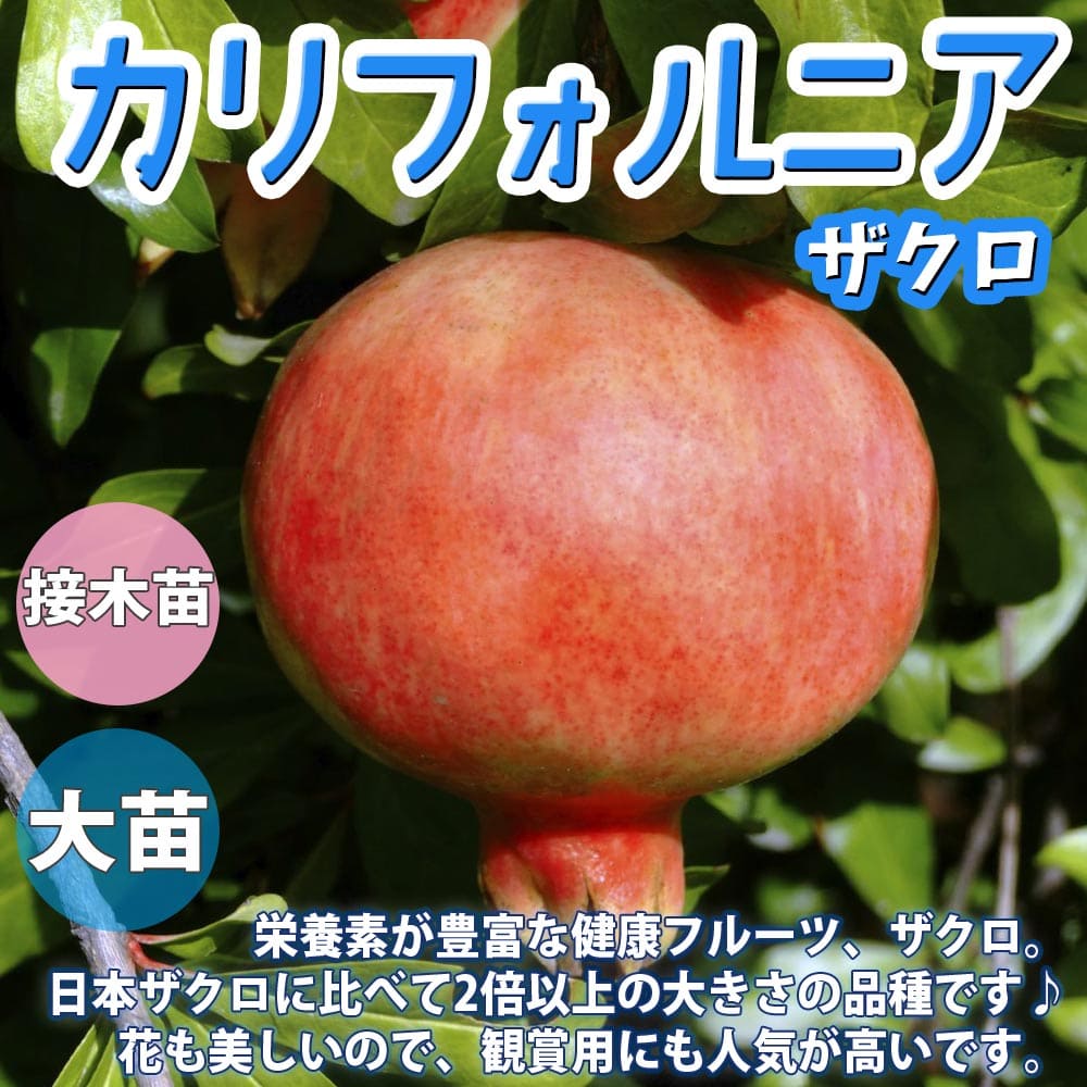 【マラソン中★ポイントUP】ザクロの苗木 カリフォルニア【果樹苗 1～2年生 接木苗12～15cmポット/1個】ザクロ苗 ザクロの苗 ザクロの木 ざくろ苗 ざくろの苗 石榴 柘榴 若榴 庭植え 花木 植木 庭木 鉢植え 生け垣 記念樹 路地植え 販売店 通販