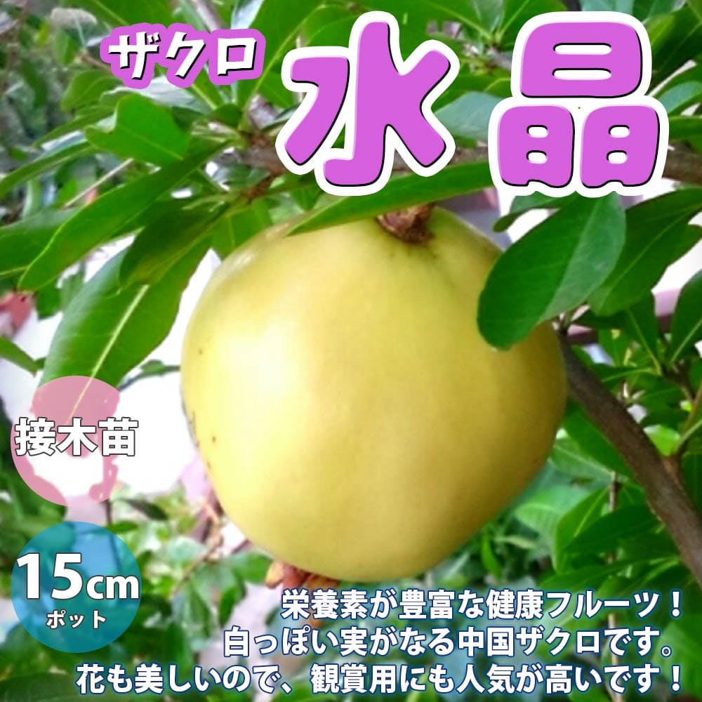 楽天植物販売のITANSE楽天市場店【送料無料】ザクロの苗木 水晶【果樹苗 1～2年生 接木苗15cmポット/1個】ザクロ苗 ザクロの苗 ザクロの木 ざくろ苗 ざくろの苗 石榴 柘榴 若榴 庭植え 花木 植木 庭木 鉢植え 生け垣 シンボルツリー 記念樹 路地植え 販売店 通販