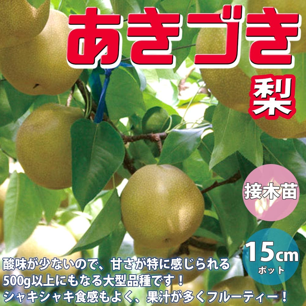 【送料無料】梨の苗木 あきづき【果樹苗 1～2年生 接木苗15cmポット/1個】梨苗 梨の苗 梨の木 梨の苗木 梨苗木 ナシの苗 なしの苗 ナシの苗木 庭植え プランター 花木 植木 庭木 鉢植え 生け垣 人気果樹 和梨 苗販売店 PVP