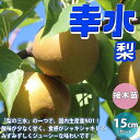 【P2倍★マラソン期間中】梨の苗木 幸水【果樹苗 1〜2年生 接木苗15cmポット/1個】梨苗 梨の苗 梨の木 梨の苗木 梨苗木 ナシの苗 なしの苗 ナシの苗木...