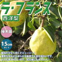 【P2倍★マラソン期間中】洋梨の苗木 ラ・フランス【果樹苗 1〜2年生 接木苗15cmポット/1個】洋梨苗 洋梨の苗 洋梨の木 洋梨の苗木 洋梨苗木 ナシの苗 ...