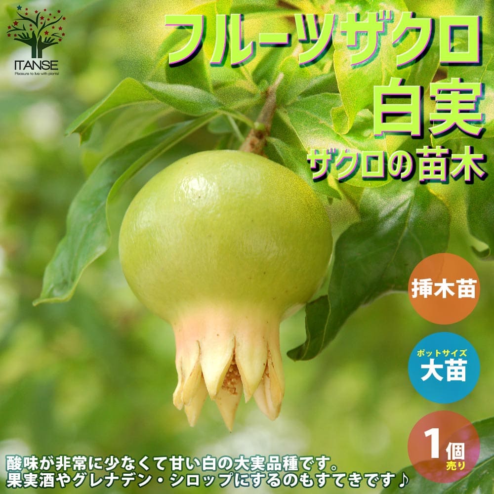 フルーツザクロ白実 ザクロの苗木ザクロ苗 ザクロの苗 ザクロの木 ざくろ苗 ざくろの苗 石榴 柘榴 若榴 簡単栽培 ガーデニング 家庭菜園