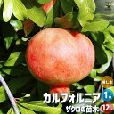 【送料無料】ザクロの苗木 品種：カリフォルニア 【果樹の苗 2年生挿し木苗12cmポット(大実ザクロ)／1個売り】ザクロ苗 ザクロの苗 ザクロの木 ざくろ苗 ざくろの苗 石榴 柘榴