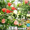 【P2倍★マラソン期間中】ザクロの苗木 品種:五彩榴(ゴサイザクロ)【果樹の苗 1〜2年生挿し木苗12cmポット/1個売り】ザクロ苗 ザクロの苗 ザクロの木 ざ...