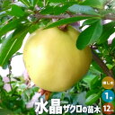【P2倍★マラソン期間中】ザクロの苗木 品種:水晶【果樹の苗 1〜2年生挿し木苗12cmポット(大実ザクロ)/1個売り】ザクロ苗 ザクロの苗 ザクロの木 ざくろ...