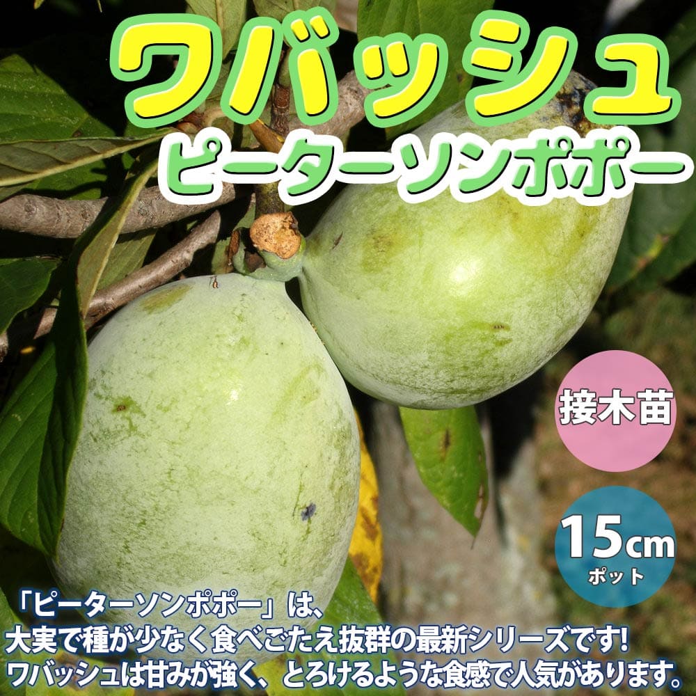 果物 果樹苗 趣味 栽培 ガーデニング 農業 農園 農場 庭園果樹 ポポーの苗木 収穫 園芸 果樹 家庭菜園 果実ガーデニング くだもの 実 簡単栽培 鉢植え 庭植え プランター 送料無料 ポポーの苗木 ピーターソン ポポー ワバッシュ 果樹苗 2年生 接木苗15cmポット 1個