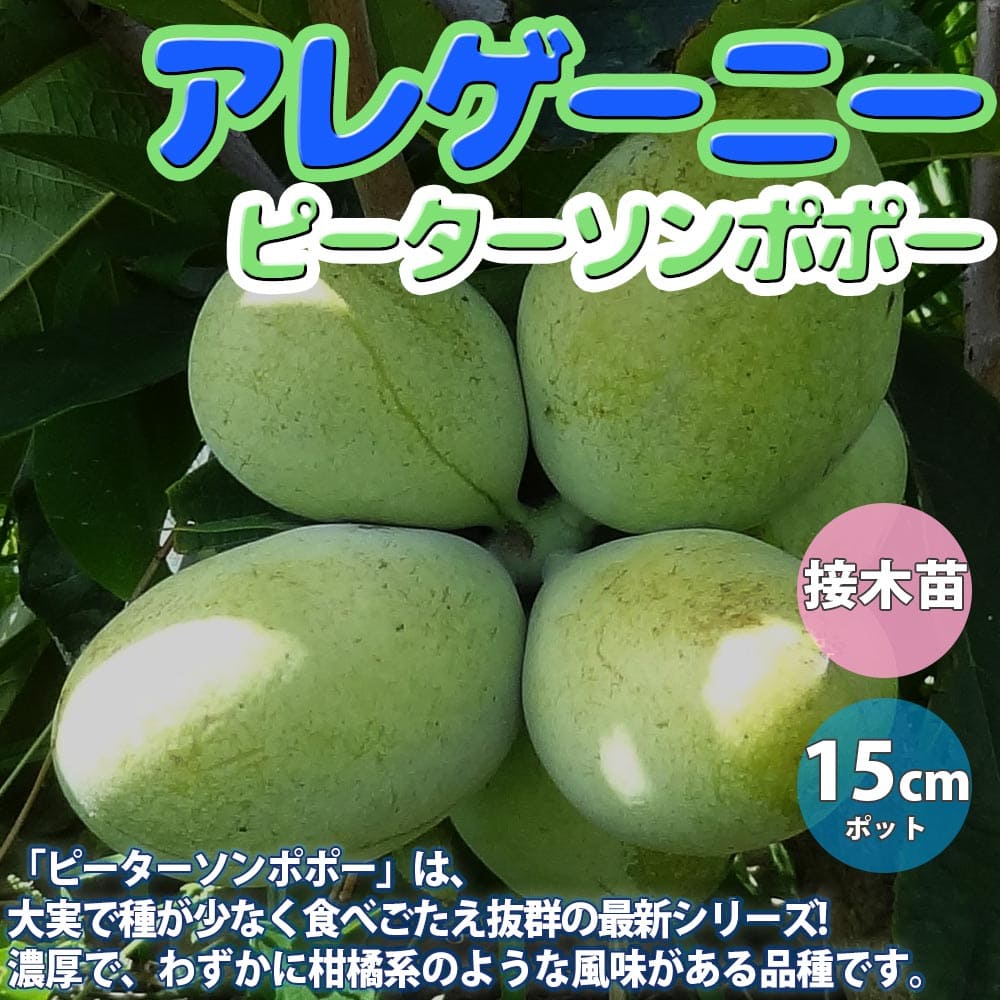 【送料無料】ポポーの苗木 ピーターソン ポポー アレゲーニー【果樹苗 2年生 接木苗15cmポット/1個】希少品種 珍味 アケビガキ ポポーノキ マンゴー プリン 温帯樹木 フルーツ 果実 自家結実性 受粉樹 両性花 庭園果樹 果樹畑