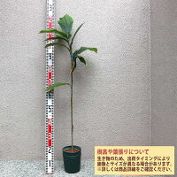送料無料 ポポーの苗木 苗物 ポポー スウィートアリス 果樹苗 2年生 接木苗15cmポット 自家結実性 1個 果実 希少品種 珍味 アケビガキ ポポーノキ マンゴー プリン 温帯樹木 フルーツ 果実 自家結実性 受粉樹 両性花 シンボルツリー 庭園果樹 果樹畑 植物販売の 送料無料 ポポーの苗木 苗物 ポポー スウィートアリス 果樹苗 2年生 接木苗15cmポット 自家結実性 1個 果実 希少品種 珍味 アケビガキ ポポーノキ マンゴー プリン 温帯樹木 フルーツ 果実 自家結実性 受粉樹 両性花 シンボルツリー 庭園果樹 果樹畑 植物販売の