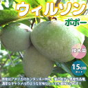 【送料無料】ポポーの苗木 ポポー ウィルソン【果樹苗 2年生 接木苗15cmポット/1個】希少品種 珍味 アケビガキ ポポーノキ マンゴー プリン 温帯樹木 フルーツ 果実 自家結実性 受粉樹 両性花 シンボルツリー 庭園果樹 果樹畑