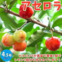 【P2倍★マラソン期間中】アセロラの苗木【果樹の苗木 13.5cm /1個売り】アセロラ苗 アセロラの苗 アセロラ苗木 アセロラの苗木 アセロラの木 果樹苗 熱...