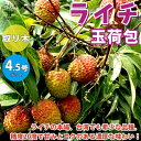 【送料無料】玉荷包(ぎょくかほう) ライチの苗木【果樹の苗木 13.5cm 取り木苗／1個売り】ライチ苗 レイシ苗 らいち苗 Lychee苗 フルーツ 苗木 とり木苗 取り木苗 糖度 茘枝 常緑樹