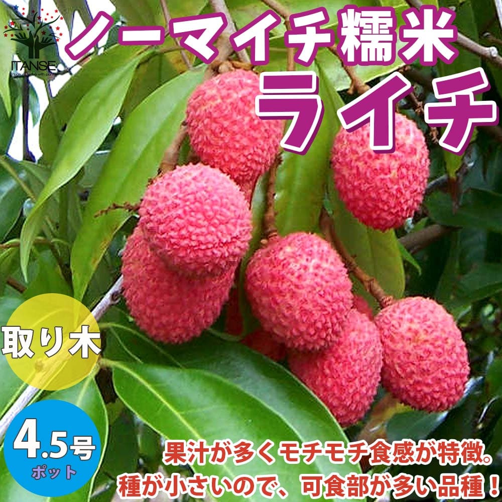 【送料無料】ノーマイチ糯米(もちごめ)ライチの苗木【果樹の苗木13.5cm取り木苗/1個売り】ライチ苗レイシ苗らいち苗Lychee苗フルーツ苗木とり木苗取り木苗糖度茘枝常緑樹