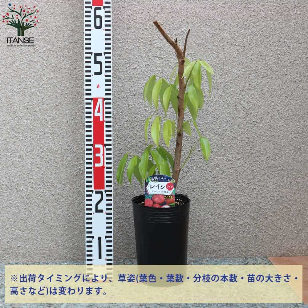 【送料無料】ノーマイチ糯米(もちごめ)ライチの苗木【果樹の苗木13.5cm取り木苗/1個売り】ライチ苗レイシ苗らいち苗Lychee苗フルーツ苗木とり木苗取り木苗糖度茘枝常緑樹