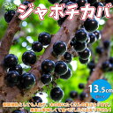 【P2倍★マラソン期間中】熱帯果樹 ジャボチカバの苗木【果樹の苗木 13.5cmセミロングPOT /1個売り】熱帯果樹 ジャボチカバ苗 じゃぼちかば苗 フトモモ...