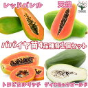 【P2倍★マラソン期間中】4品種各1個セット(品種:レッドバレル、天煌、トロピカルリッチ、ダイナミックゴールド) パパイヤの苗【果樹の苗木 3.5号ポット /お...