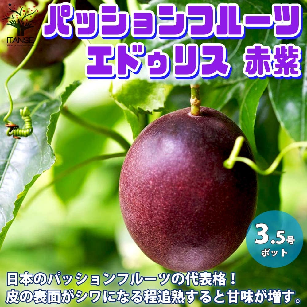 【送料無料】品種:エドゥリス赤紫 パッションフルーツの苗【果樹の苗木 10.5cm ／1個売り】パッションフルーツ苗 パッションフルーツの苗 果樹苗 簡単 栽培 果実 果樹園 フルーツ