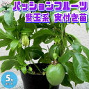 【ポイント2倍★マラソン期間】紫玉系 実付きパッションフルーツの苗木 果樹の苗木 5号鉢 1個売り パッションフルーツ苗 パッションフルーツの苗 果樹苗 簡単 栽培 果実 果樹園 フルーツ 送料無料 即納