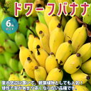 ITANSE 矮性バナナ ドワーフバナナの苗 果樹の苗木 6号ロング鉢 1個売り バナナ苗 バナナの苗 バナナの苗木 ドワーフバナナ 矮性バナナ 熱帯果樹 熱帯果実 送料無料 即納