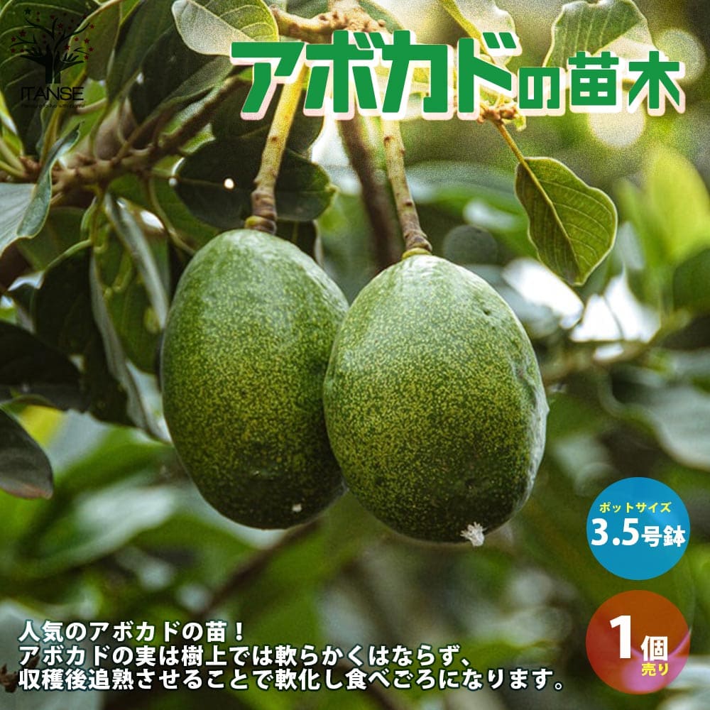 【10%OFFクーポン有】 アボカドの苗木【果樹の苗木 3.5号ポット苗 挿し木苗／1個売り】アボカド苗 アボカドの苗 アボカドの苗木 アボカト アボガド 野菜苗 果樹苗 熱帯果樹 トロピカルのサムネイル
