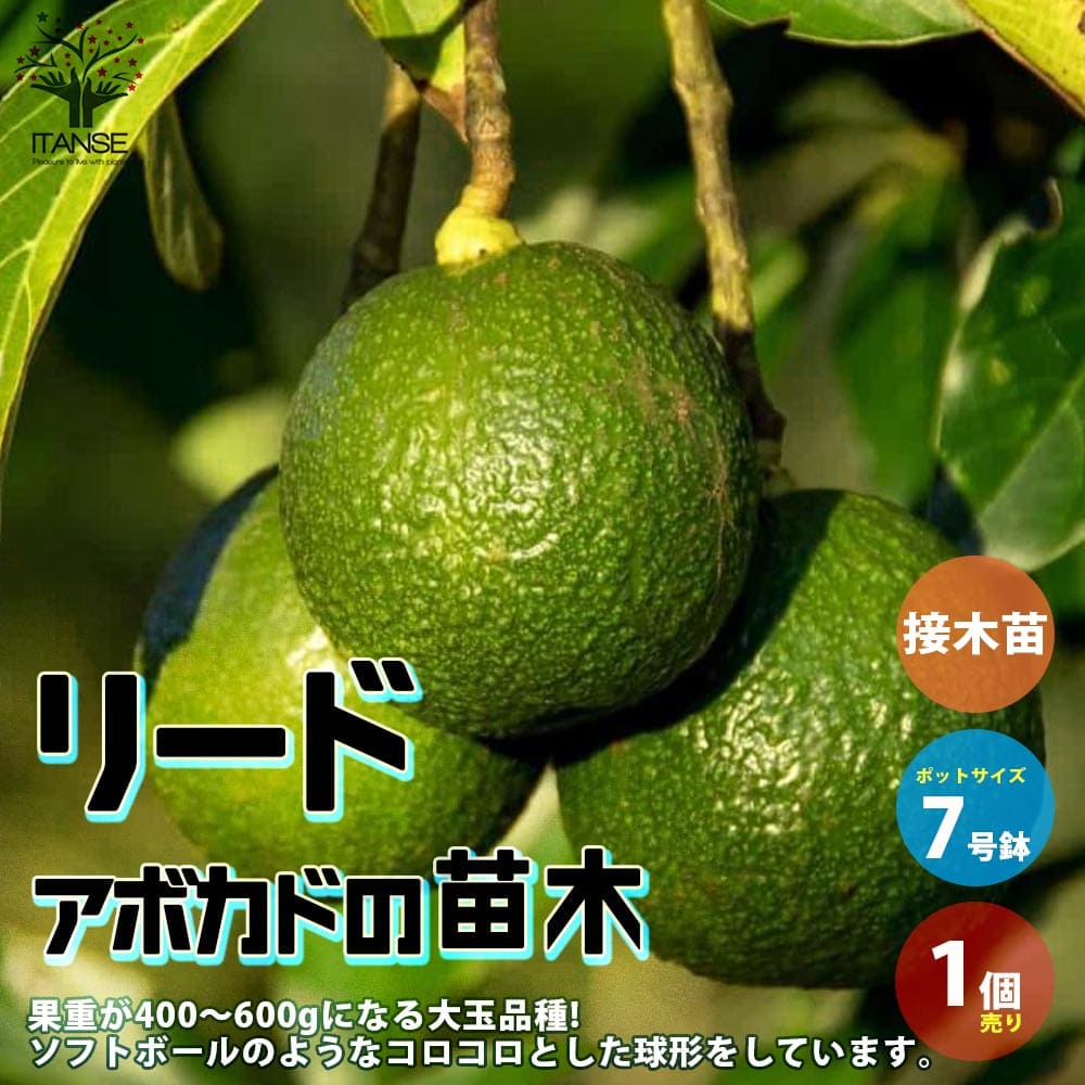 【送料無料】アボカドリード【果樹の苗木 2年生接木苗木 7寸大苗／1個売り】 アボガド 果樹苗 ワニナシ 鰐梨 森のバター 果物 サラダ