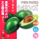 ITANSE アボカドの苗木品種:シモンズ ( Aタイプ ) 果樹の苗木 接木苗13.5cmポット 1個売り アボカド苗 アボカドの苗 アボカドの苗木 アボカト アボガド 野菜苗 果樹苗 熱帯果樹 トロピカル 送料無料 即納