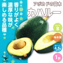 ITANSE アボカドの苗木品種:カハルー ( Bタイプ ) 果樹の苗木 接木苗13.5cmポット 1個売り アボカド苗 アボカドの苗 アボカドの苗木 アボカト アボガド 野菜苗 果樹苗 熱帯果樹 トロピカル 送料無料 即納