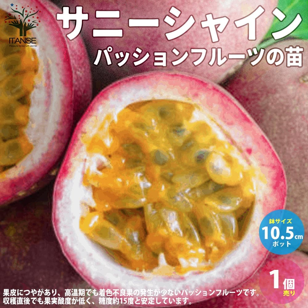 【送料無料】パッションフルーツ サニーシャイン【果樹の苗木 実生苗10.5cmポット／1個売り】果物時計草 クダモノトケイソウ パッションフラワー フルーツ苗 果重は80～110g 生食も可能 PVP